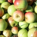 Sexta Fiesta de la Manzana Chilota: Cooperativa Chilwe celebra el sabor patrimonial de la tierra