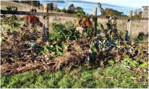 Chiloé: Denuncian destrucción de espacio ceremonial vinculado a comunidad educativa