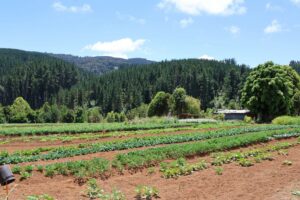 La decisión de la Comisión Regional de Evaluación Ambiental de Los Ríos que atenta contra la espiritualidad mapuche